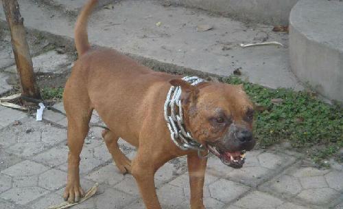 比特犬酷魄最新动态，自然美景探索之旅启程