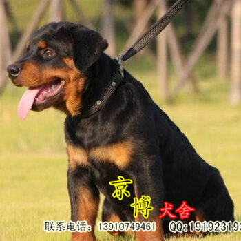 罗威纳犬比赛，自然美景的探索与鼓舞之旅