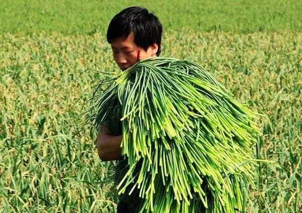 蒜苔价格最新行情，机遇与挑战并存，励志力量闪耀其中