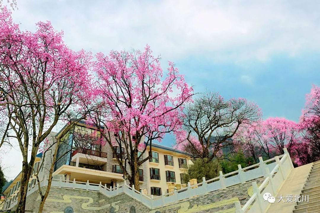 宠婚最新免费阅读，自然美景的探索之旅