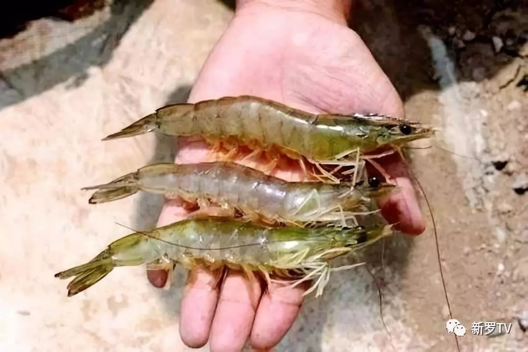 科技重塑海鲜市场，南美白对虾引领品质生活新潮流及最新价格概述